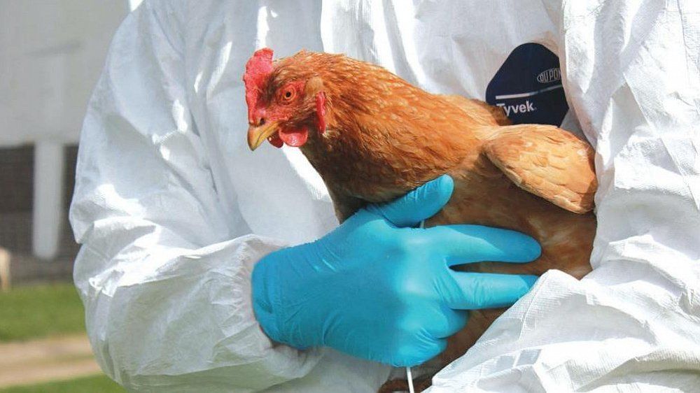 Специалисты ГБУ «Красногвардейский районный ВЛПЦ» проводят работу с населением по профилактике высокопатогенного гриппа птиц