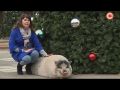 В День сурка погоду в Севастополе предсказала свинка Мэри (СЮЖЕТ)
