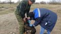 Специалисты ГБУ «Нижнегорский районный ВЛПЦ» продолжают проведение обязательной профилактической вакцинации собак и кошек против бешенства