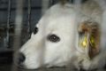 Приют для животных Симферополя планируют отдать в собственность Крыма