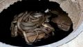Десятки змей помешали коммунальщикам чинить водопровод в крымском селе