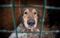 В Севастополе нашли новое место под приют для бездомных животных