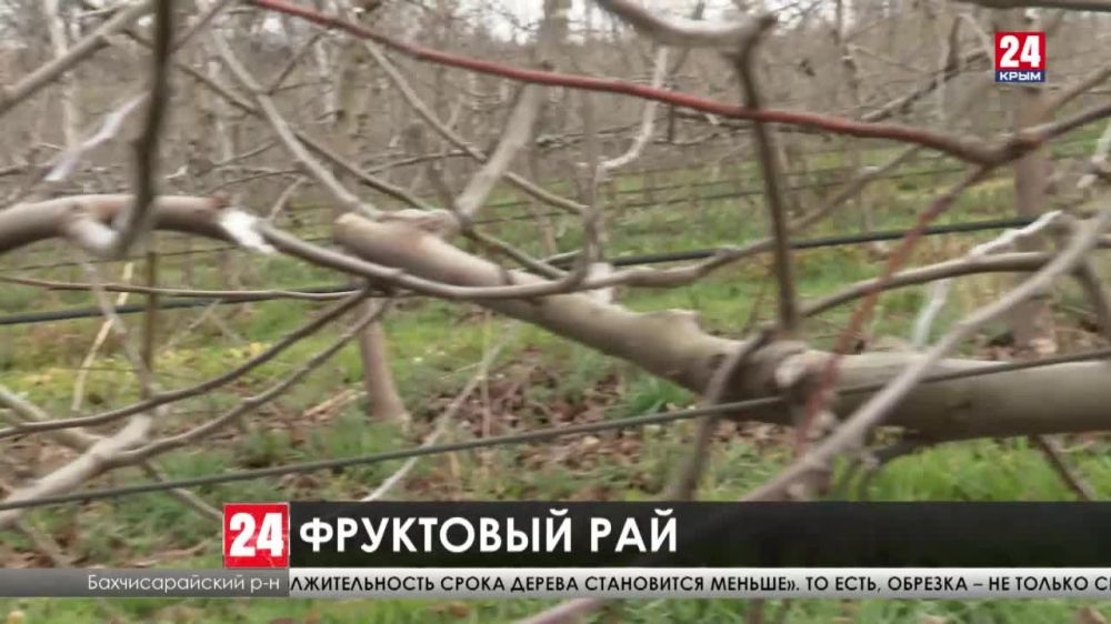 Пять тысяч гектаров садов планируют заложить в Крыму к 2025 году