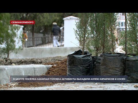 Под Севастополем в посёлке Сахарная Головка высадили аллею кипарисов и сосен
