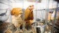 В Крыму прокомментировали ограничение на ввоз мяса птицы в Россию