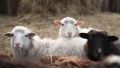 Овцы, розы, зерновые: каковы перспективы сельского хозяйства Крыма