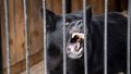 В Крыму агрессивных собак поселят на свиноферме