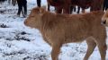 В Крыму сельхозживотные стойко переносят зимовку – Андрей Рюмшин