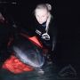 Центр спасения дельфинов набирает волонтеров в Крыму