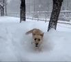 «Полной пастью едят! Видимо вкусный»: Появилось видео собак из Крыма, впервые увидевших снег