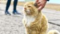 На Шпицбергене умер легендарный островной кот