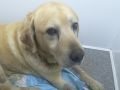 «Нобель ушел»: Стала известна судьба крымского пса, которого лечили в Москве