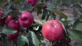 Уровень среднегодового валового производства плодово-ягодной продукции по Республике Крым составляет более 100 тысяч тонн – Андрей Рюмшин
