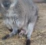 В Бахчисарайском зоопарке родился бесстрашный кенгурёнок. Фото, видео