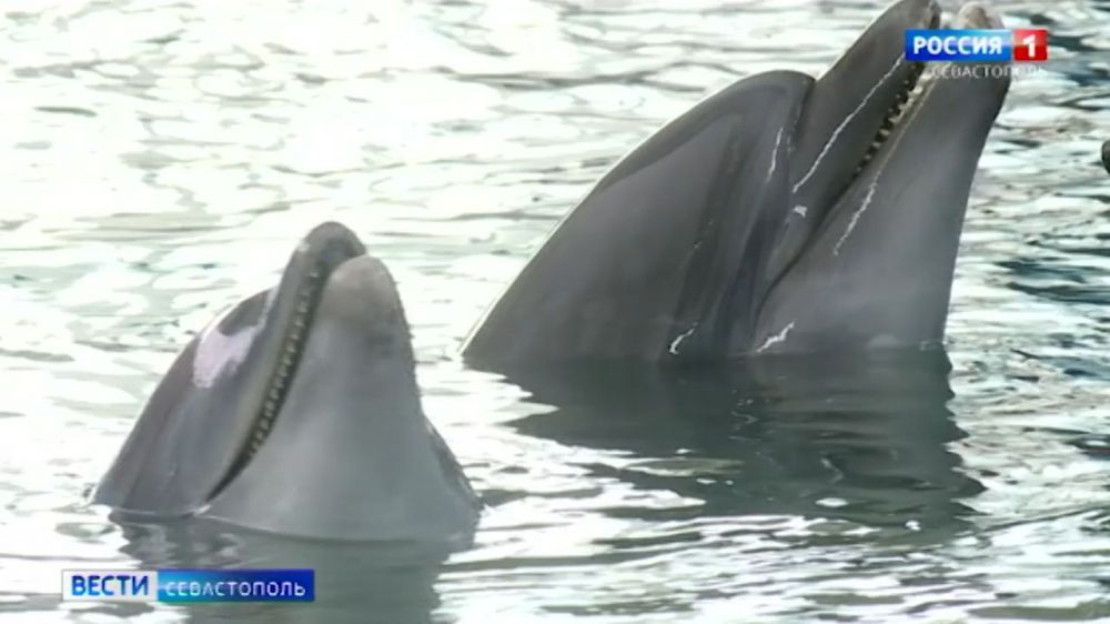 Крымские ученые разобрали отдельные слова в языке дельфинов