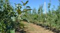 С начала года крымские аграрии заложили 37 гектаров многолетних плодовых садов