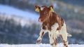 Госкомветеринарии Крыма информирует о необходимости соблюдения мер по профилактике лейкоза крупного рогатого скота на территории Республики Крым