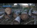 Уголовное дело за вырубку деревьев на «Максимовой даче» и контроль за питанием севастопольских школьников – Прокурорский надзор