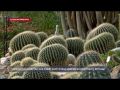 Колючее королевство: как живёт Кактусовая оранжерея Никитского ботанического сада