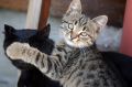 Усатые-полосатые: Топ-пять самых известных памятников котам в Крыму