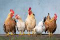 Производители мяса птицы и яиц в России договорились о сдерживании цен