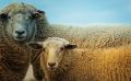 Керчанин продал украденных овец на 720 тысяч рублей
