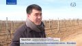 Туризм и виноделие заинтересовали в Крыму китайских бизнесменов