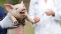 Специалистами ГБУ РК «Евпаторийский городской ВЛПЦ» проведена идентификация и вакцинация свинопоголовья против классической чумы свиней