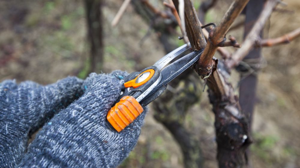 В Республике Крым работы по обрезке плодовых деревьев и виноградников находятся в завершающей стадии - Андрей Рюмшин