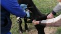 Специалистами «ГБУ РК «Феодосийский городской ВЛПЦ» проводятся плановые мероприятия по профилактике туберкулеза крупного рогатого скота