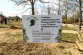 500 деревьев планируют высадить в Севастополе во время международной акции «Сад Памяти»