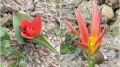В Крыму Никитский сад готовится к Параду тюльпанов