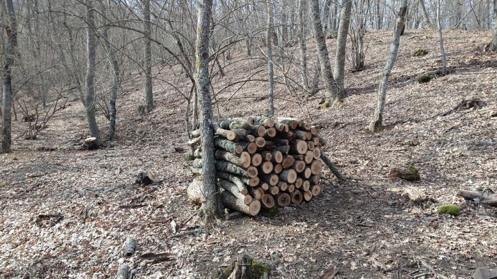 Эксперты Госкомцен РК провели мониторинг применения цен на дрова