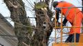 Власти Симферополя за 1,5 млн рублей ищут подрядчика для обрезки деревьев