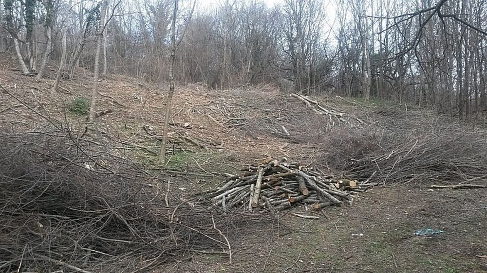 Недалеко от Крымского заповедника рубят лес под новую застройку