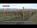 Севастопольские аграрии заканчивают весеннюю обрезку виноградной лозы