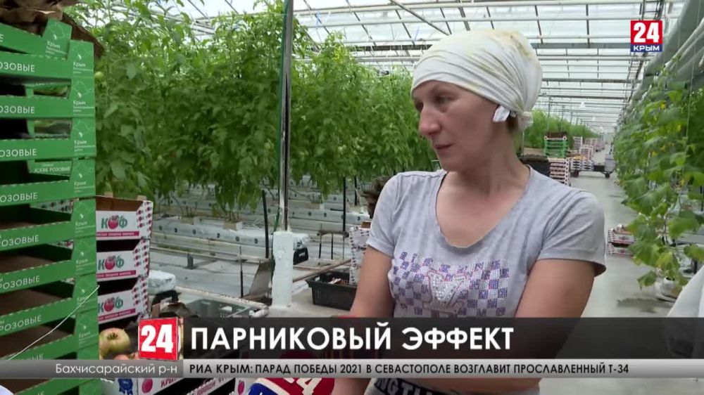 Крымские овощи по голландской технологии. Как развиваются тепличные хозяйства Республики?