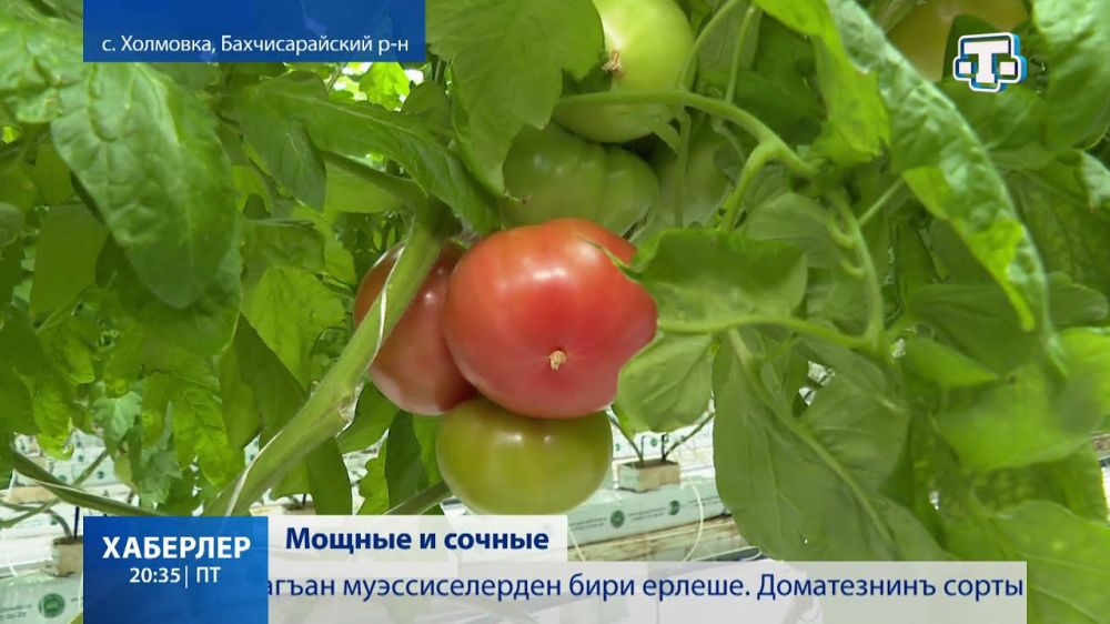 В Крыму начался сбор томатов