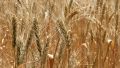 Куда Крым экспортирует пшеницу и вино: Минсельхоз