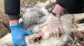 Около Старого Крыма неизвестные жестоко убили собак, используя внутренние органы