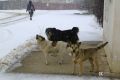 Полиция выяснит обстоятельства убийства нескольких бездомных собак в Старом Крыму