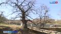 Пять старейших деревьев в Севастополе получили статус памятников природы