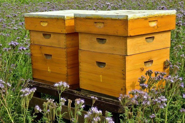 Ученые рассказали, что губит крымских пчел