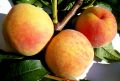 В Никитском ботсаду вывели новые сорта персиков и абрикос, превосходящие западные
