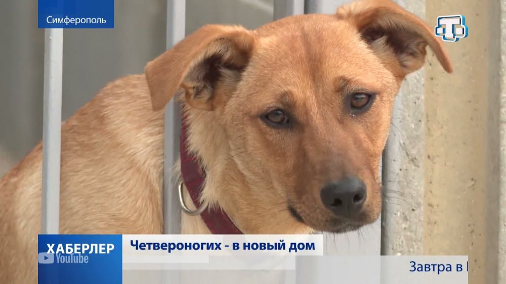 В Симферополе достраивают приют для бездомных животных