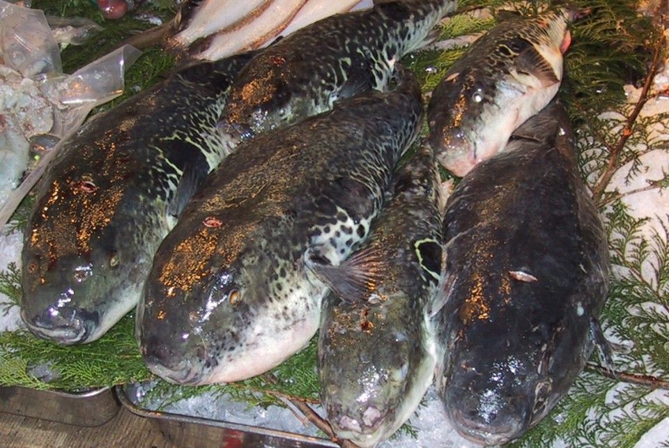 Виды рыбы, которая обитает в Крыму | Рыбы Крыма