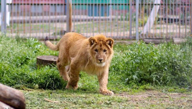 В зооуголке Симферополя поселились африканские львята - фото