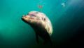 В России могут запретить ловить китов и дельфинов - ДОПОЛНЯЕТСЯ