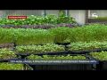 Сити-ферма «Kinzaza»: в Севастополе выращивают микрозелень и съедобные цветы