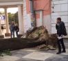 В центре Симферополя упало огромное дерево